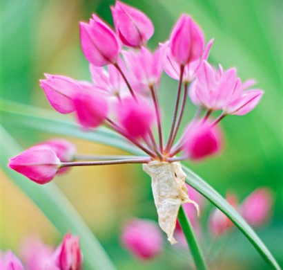 Die schönsten rosa Blumen im Garten anbauen - Gartengestaltung