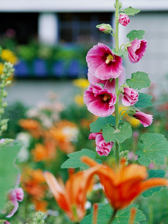 Die schönsten rosa Blumen im Garten anbauen Gartengestaltung