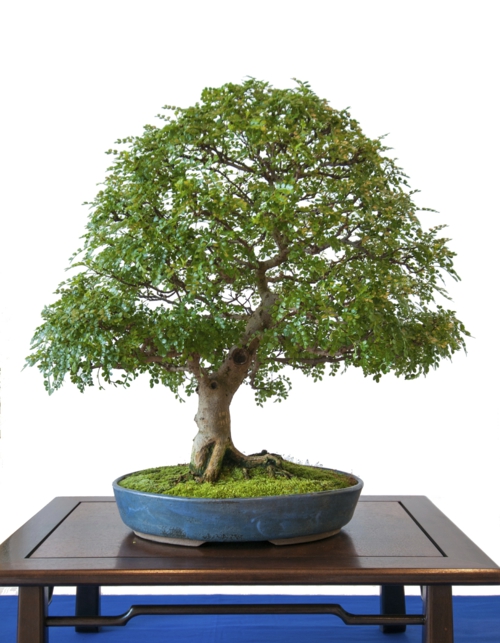 Der Bonsai Baum im Interior Design –eine Kunst, verwurzelt ...