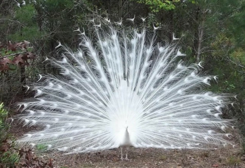 Weiße Tiere - der Albinismus in der unglaublichen Natur