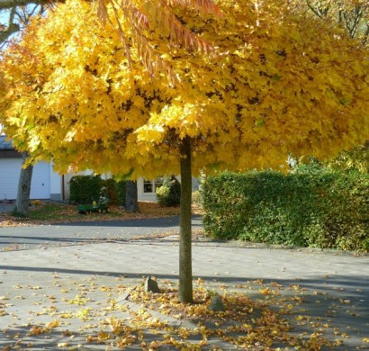 kugelahorn krankheiten baumkrone rund laub golden 410x390