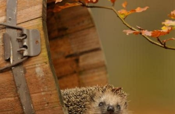 Gartengestaltung Ideen für die kommende Herbstsaison