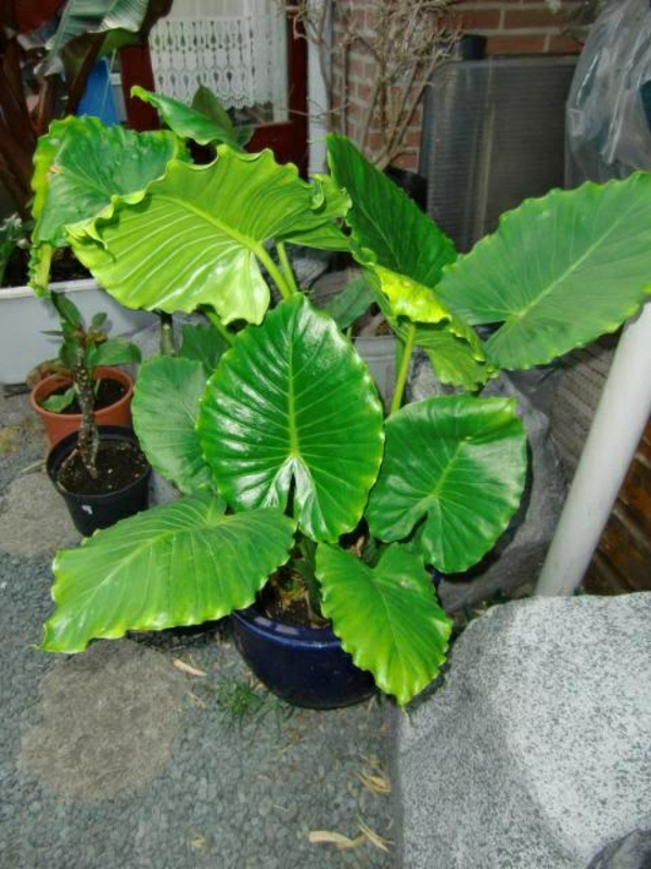 Elefantenohr Pflanze wird Ihren Außen- und Innenbereich toll aufpeppen