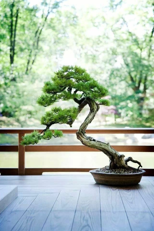 Bonsai Baum Diese ausgefallene Pflanze näher kennenlernen