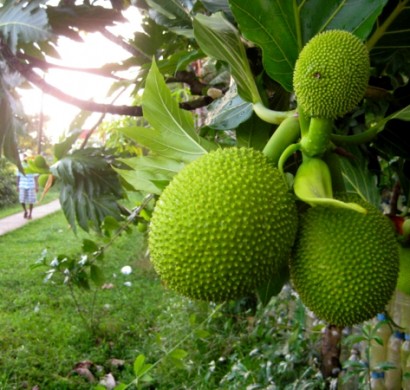 Exotische Bäume im Überblick: kennen Sie diese exotischen Früchte?