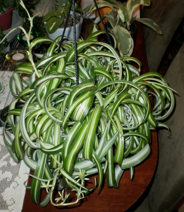 Zimmer- und Gartenpflanzen gegen negative Energie