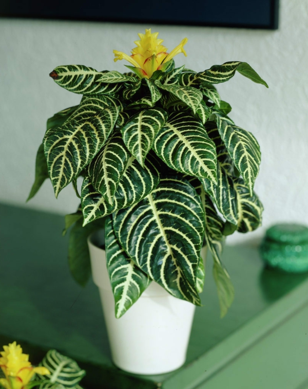 Schöne Zimmerpflanzen-Frische Ideen für die Dekoration im Innenraum