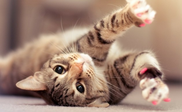 Katzen Erziehen Worauf Kommt Es An Bei Der Katzenerziehung 
