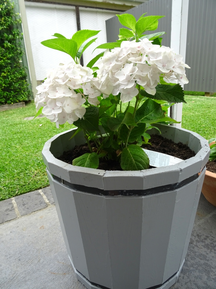 Topfpflanzen und die notwendige Frühlingspflege