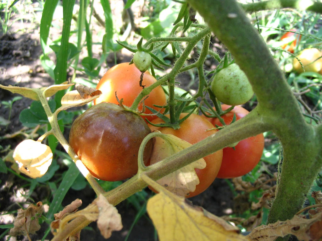 Was Hilft Gegen Braunf Ule Bei Tomaten Sichere Tipps