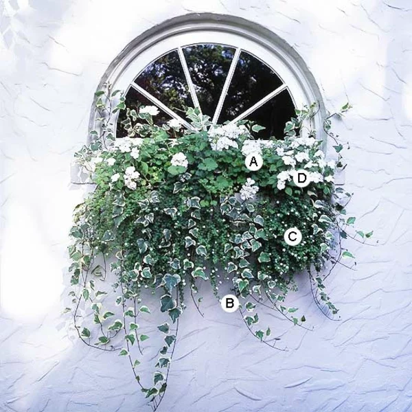 Ideen für Fenster Blumenkasten Efeu