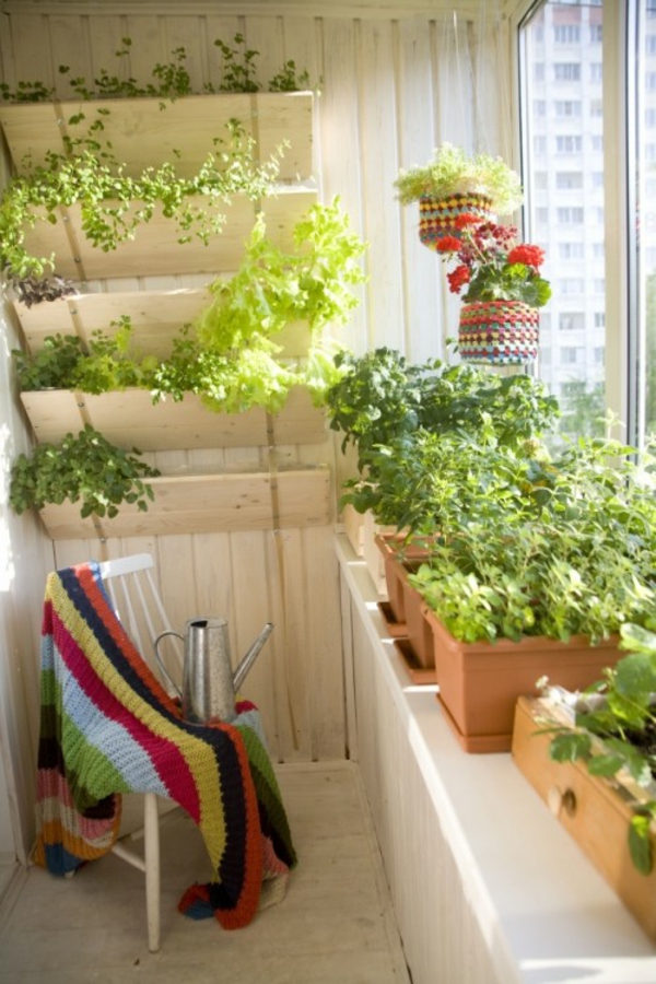 kleinen-Balkon-pflanzen
