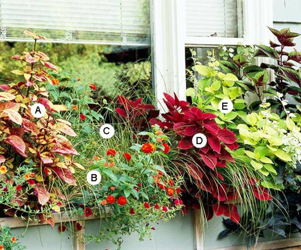 Ideen für Fenster Blumenkasten Coleus