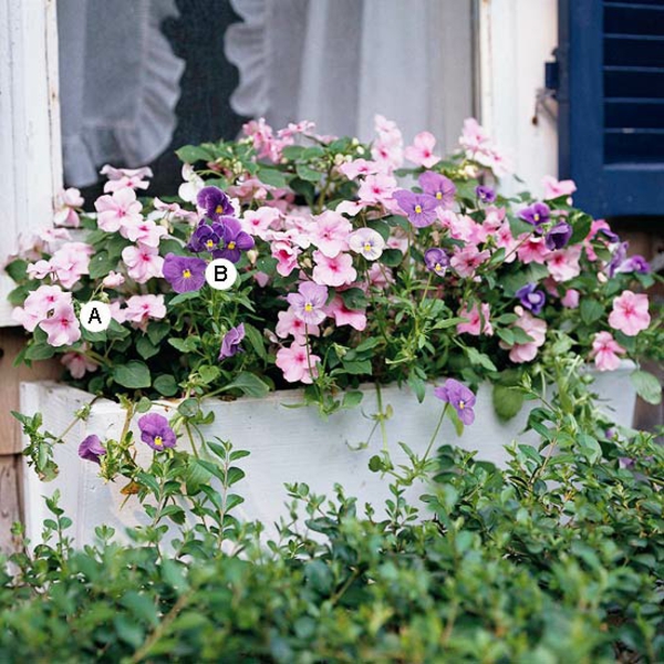 Ideen für Fenster Blumenkasten Dazzler Pink