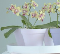 14 exklusive Ideen für Dekoration mit Orchideen
