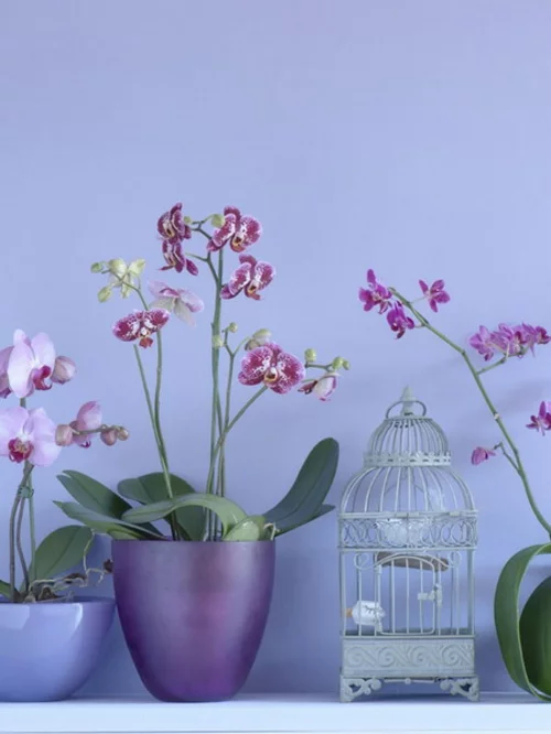 orchideen deko ideen lila farben blumentopf vogelkäfig