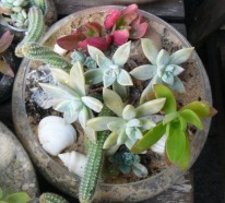 35 wundervolle Deko Ideen für den Garten mit Sukkulenten