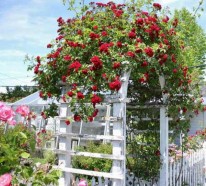 Zauberhafte Rosenbögen im Garten – 21 tolle Vorschläge