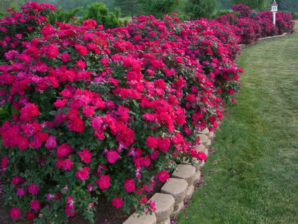 beet kanten selbstverlegen gärtner rosa blüten