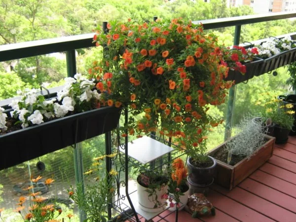 coole balkon bepflanzungsideen kasten blüten orange