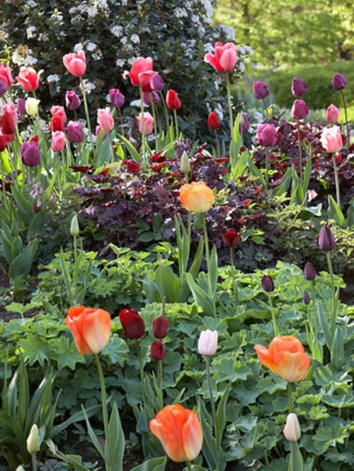 einladender vorgarten idee tipps tulpen frühling