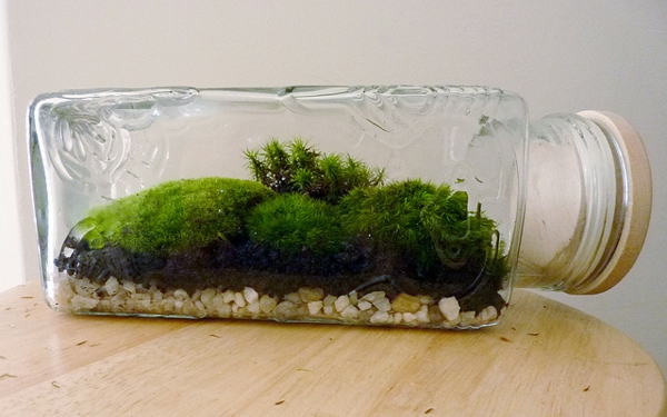 Designer Idee - originelles Terrarium für Ihre Bonsai Bäume