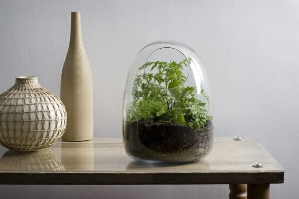 designer idee gartengestaltung terrarium bonsai baum originell deko