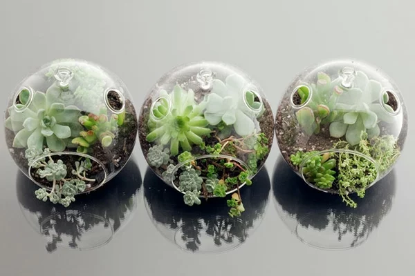 designer idee gartengestaltung terrarium bonsai baum originell sekkulenten