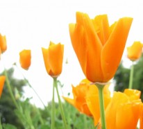 Gartengestaltung Tipps – Wie können Sie Ihre Lieblingsblumen einpflanzen?