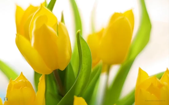 gartengestaltung tipps blumenzwiebel pflege tulpen gelb