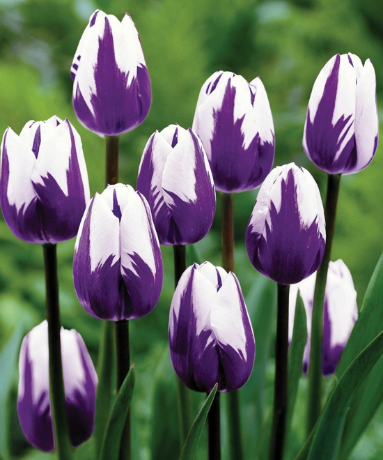 gartengestaltung tipps blumenzwiebel tulpen weiß lila