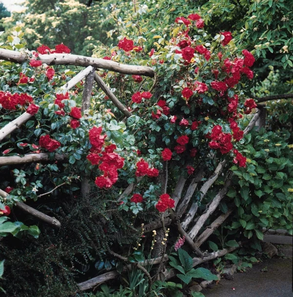 Gartenzaun und Gartengrenzen Ideen alt holz idee rote rosen