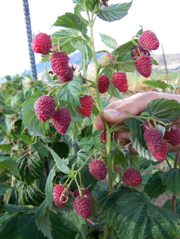 Himbeeren im Garten einpflanzen richtige Sorte und