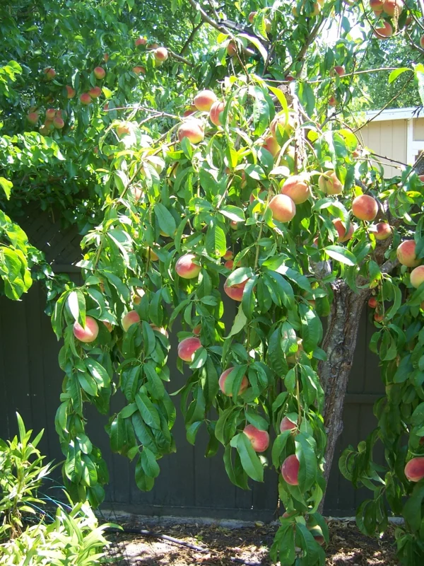 pfirsichbaum im garten pflanzen blumentopf früchte