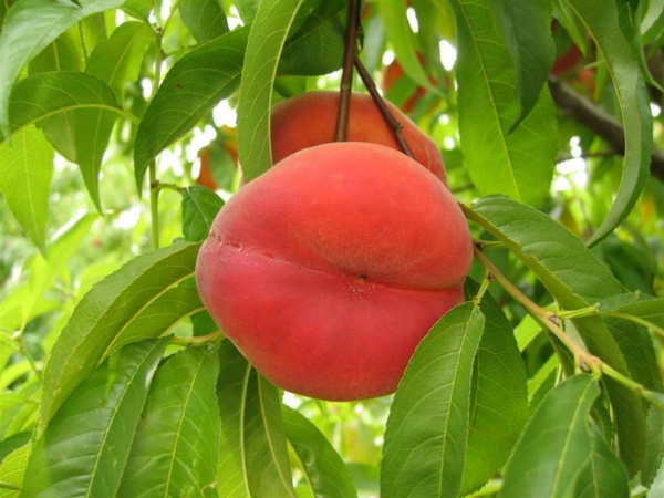 pfirsichbaum im garten pflanzen frucht köstlich