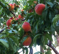 Wie kann man einen Pfirsichbaum im Garten pflanzen und richtig schneiden