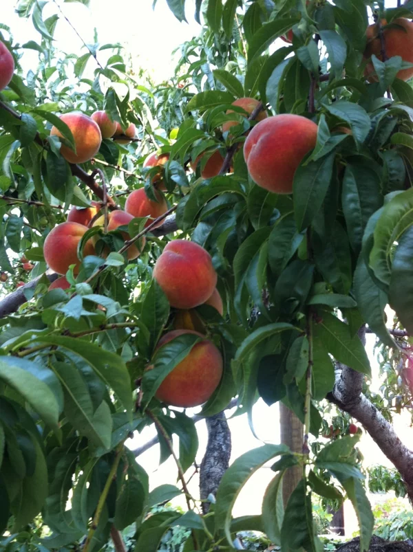 pfirsichbaum im garten pflanzen köstlich