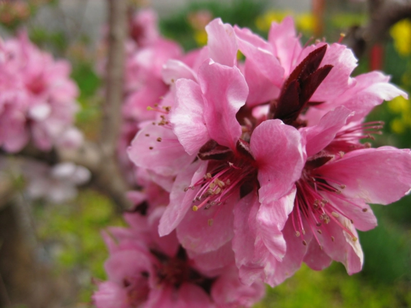 pfirsichbaum im garten pflanzen rosa blüte