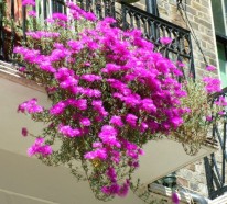 Blumen und Pflanzen für den Balkon – herrliche, frische Atmosphäre schaffen