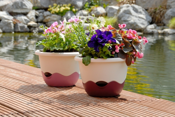 pflanzen für balkon hängen rosa blüten frisch