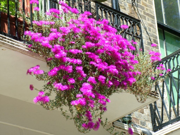 Pflanzen für den Balkon hängen rosa blüten