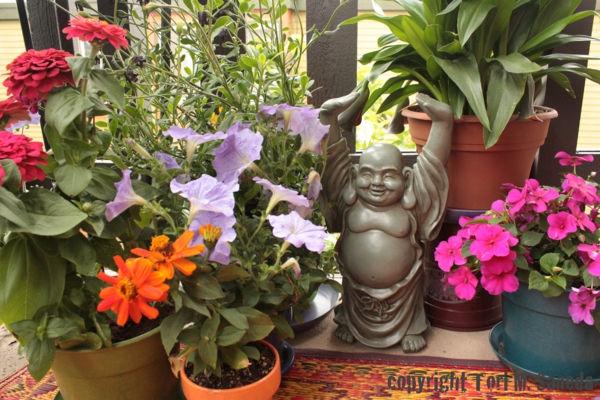 pflanzen für balkon hängen rosa buddha