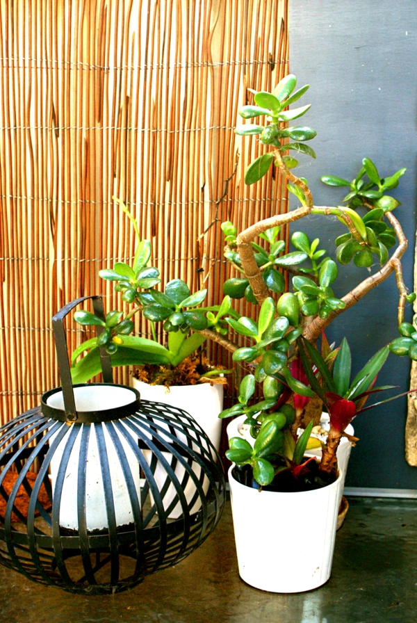 pflanzen für balkon hängen zen asiatisch