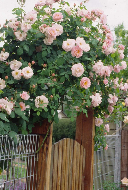 rosengarten richtig pflegen rosa angenehm zaun tür