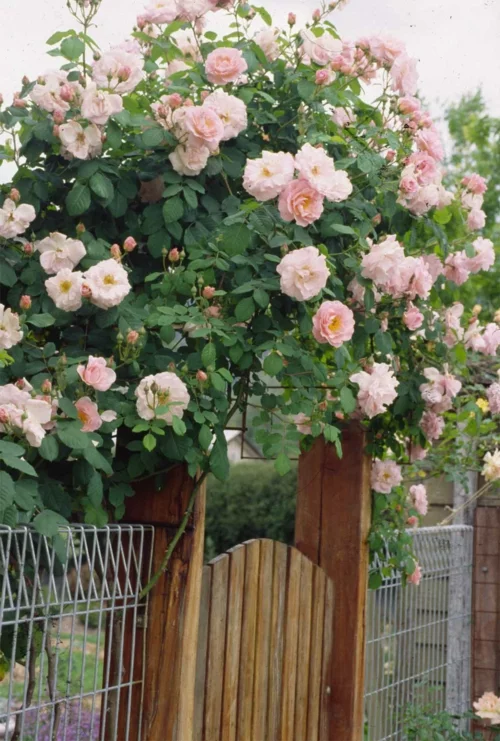 rosengarten richtig pflegen rosa angenehm zaun tür