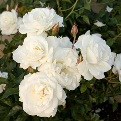 rosengarten richtig pflegen weiße rosen blumen
