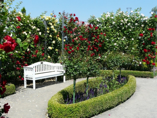 rosengarten richtig pflegen weiße rote blüten bank