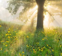 Gestalten Sie einen wilden Lebensraum im Garten