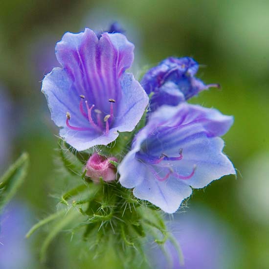 die schönsten blauen blumen im garten bellflower
