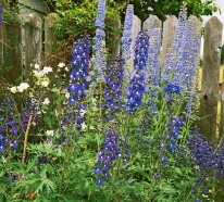 Die schönsten blauen Blumen im Garten anbauen